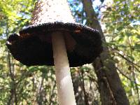 Coprinus comatus image