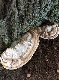 Ganoderma applanatum image
