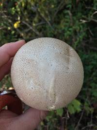 Lycoperdon perlatum image