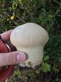 Lycoperdon perlatum image