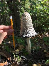 Coprinus comatus image