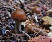 Psilocybe cyanescens image