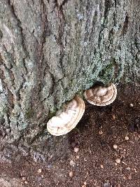 Ganoderma applanatum image