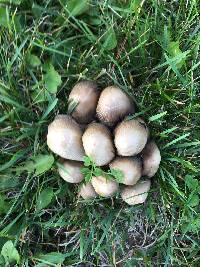 Coprinopsis atramentaria image