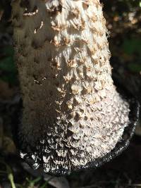 Coprinus comatus image