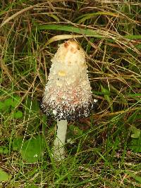 Coprinus comatus image