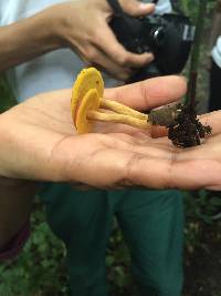 Boletus rubellus image