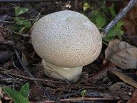 Lycoperdon perlatum image