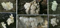 Hericium americanum image