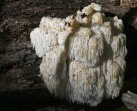 Hericium americanum image