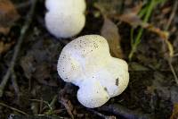 Lycoperdon perlatum image