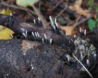 Xylaria hypoxylon image