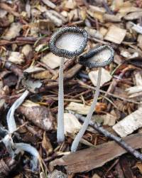 Coprinopsis lagopus image