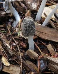 Coprinopsis lagopus image