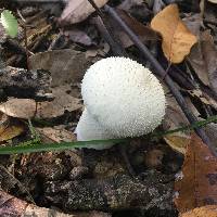 Lycoperdon perlatum image