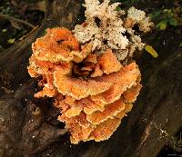 Laetiporus sulphureus image