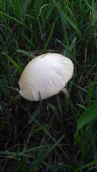 Agrocybe praecox image