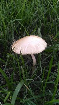 Agrocybe praecox image