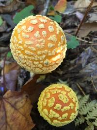 Amanita muscaria image