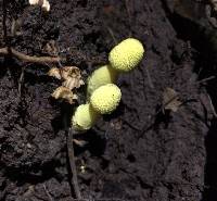 Leucocoprinus birnbaumii image