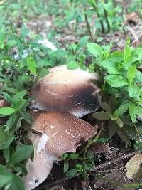 Pluteus cervinus image