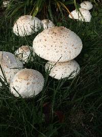 Chlorophyllum rhacodes image