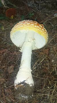 Amanita muscaria image