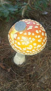 Amanita muscaria image