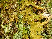 Lobaria pulmonaria image