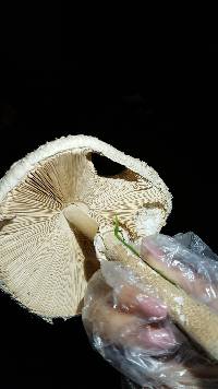 Macrolepiota procera var. procera image