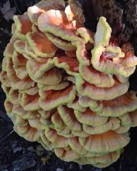 Laetiporus sulphureus image