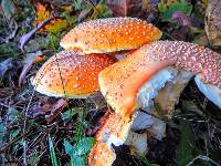 Amanita muscaria var. guessowii image