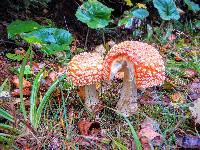 Amanita muscaria var. guessowii image