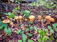 Amanita muscaria var. guessowii image