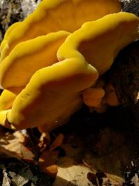 Laetiporus gilbertsonii image