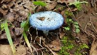 Lactarius indigo image