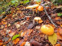 Amanita muscaria var. guessowii image