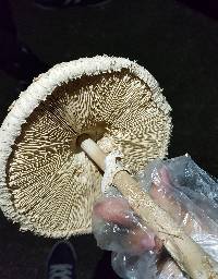 Macrolepiota procera var. procera image