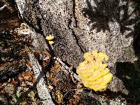 Laetiporus gilbertsonii image