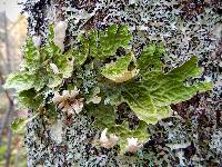 Lobaria pulmonaria image