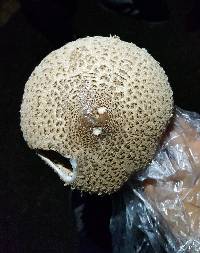 Macrolepiota procera var. procera image