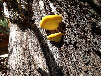 Laetiporus gilbertsonii image