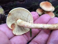 Hypholoma fasciculare image