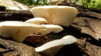 Pleurotus ostreatus image