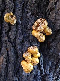 Pholiota aurivella image