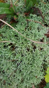 Cladonia furcata image