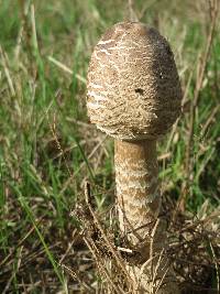 Macrolepiota procera var. procera image