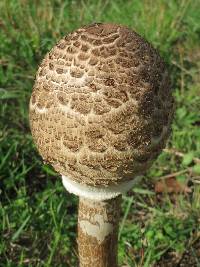 Macrolepiota procera var. procera image