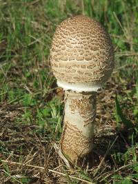 Macrolepiota procera var. procera image