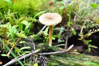 Lichenomphalia umbellifera image